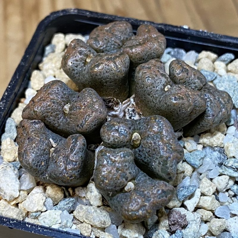 SH27951 Conophytum pellucidum, seedling