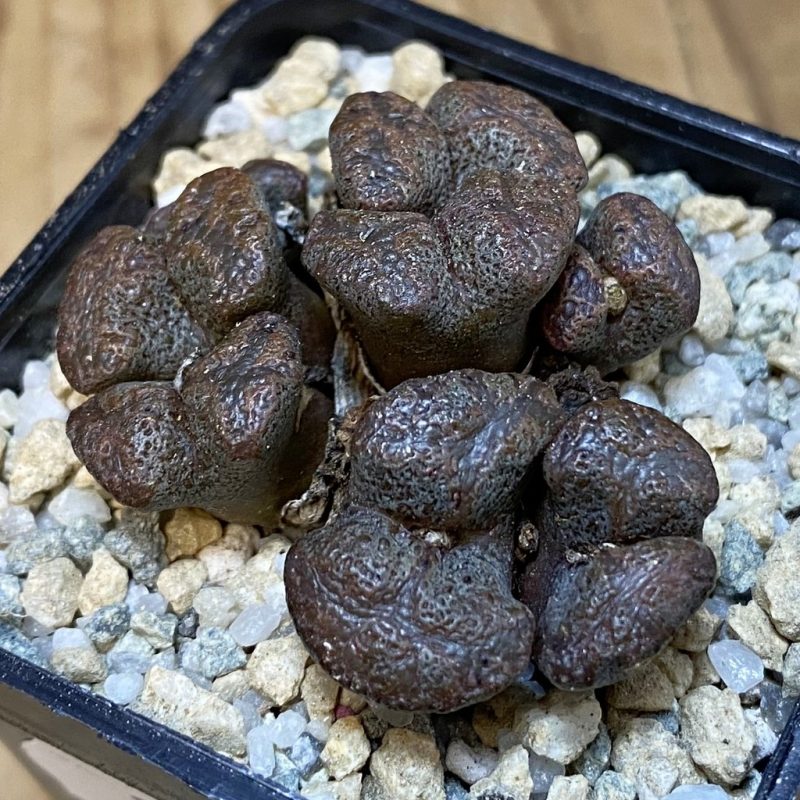 SH27953 Conophytum pellucidum, seedling