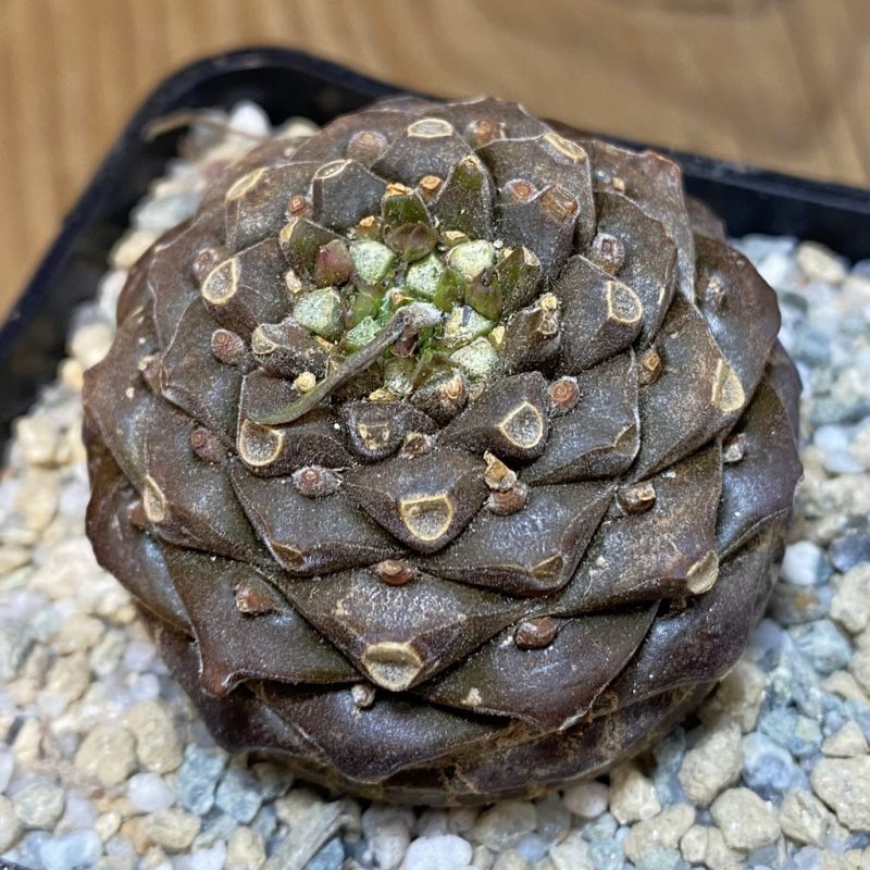 SH27909 Euphorbia bupleurifolia