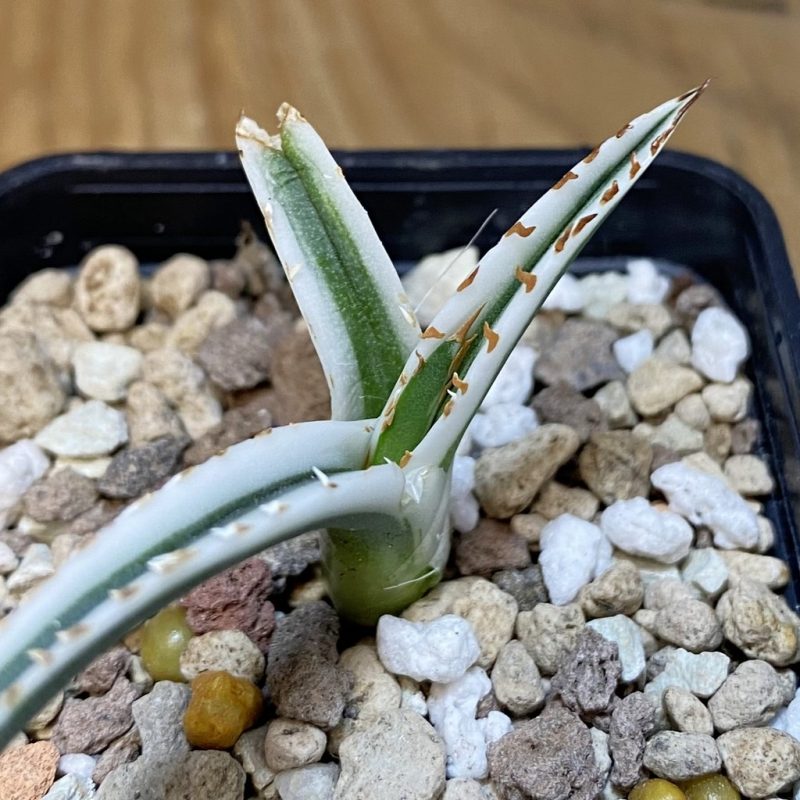 SH27954 Agave victoriae-reginae 'White Rhino'
