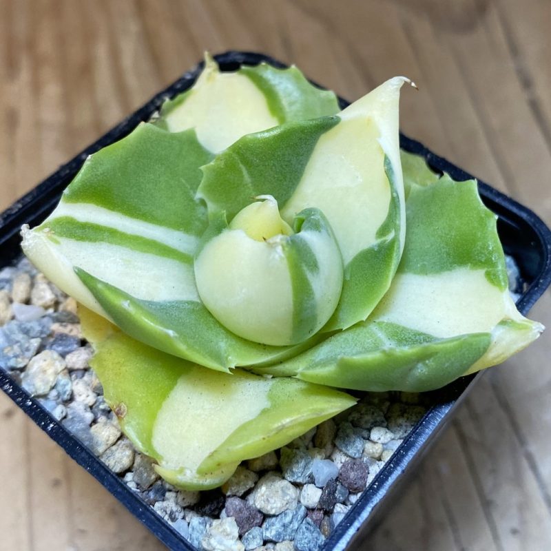 SH27956 Agave isthmensis -Ohi Raijin Yellow-