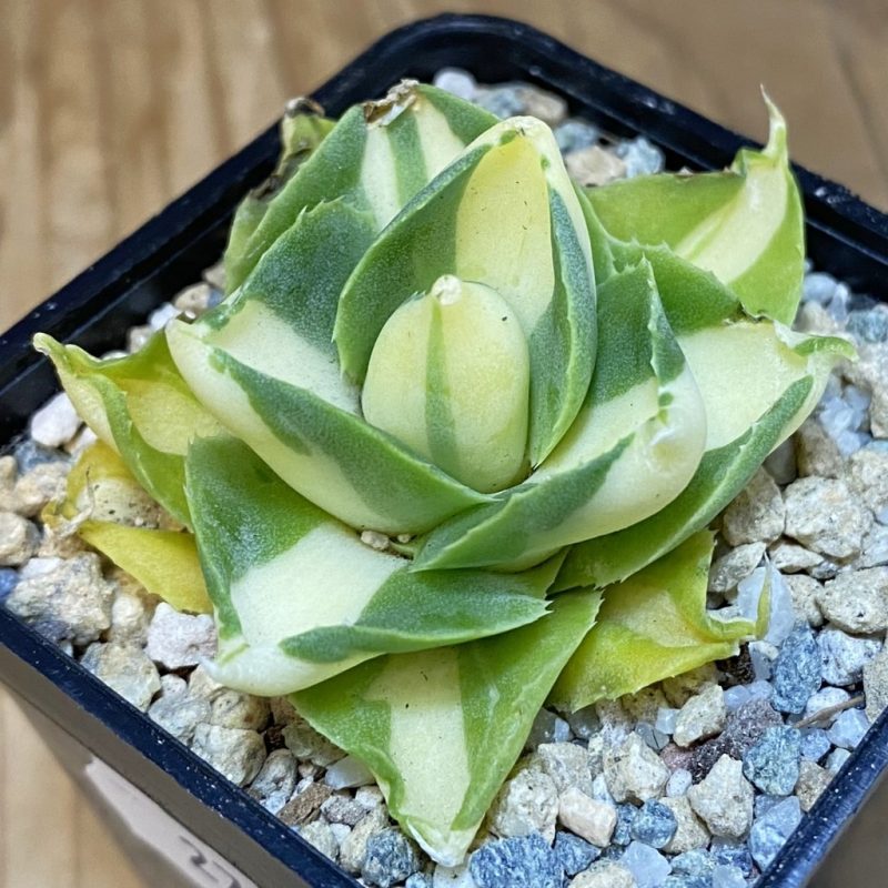 SH27958 Agave isthmensis -Ohi Raijin Yellow-