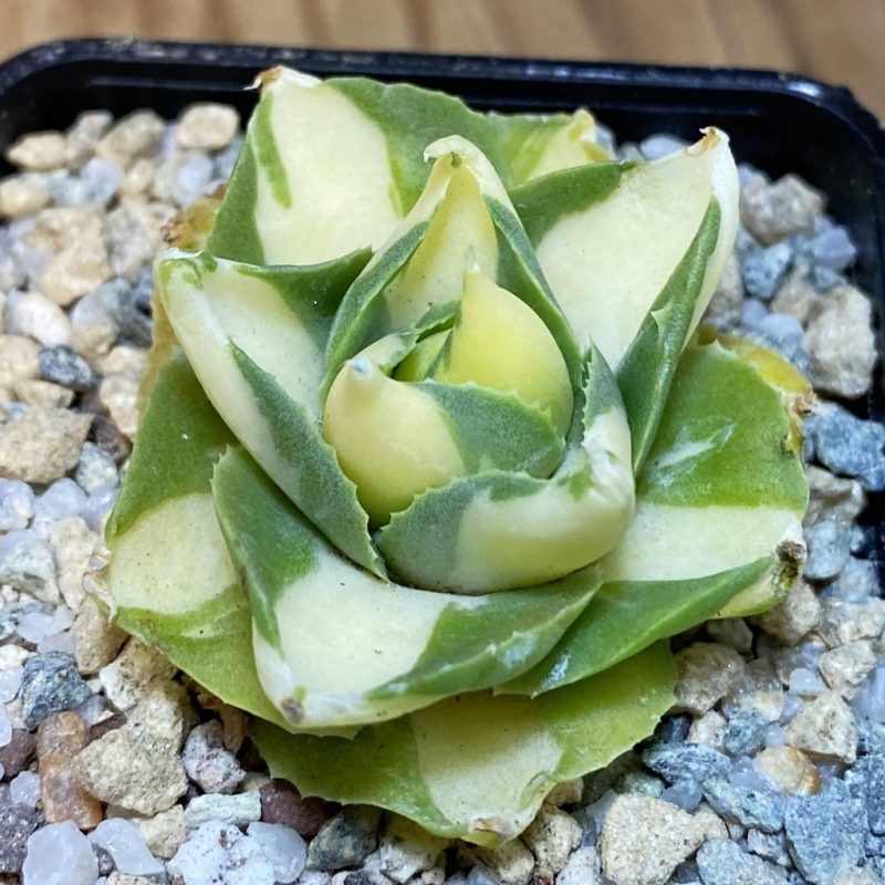 SH27959 Agave isthmensis -Ohi Raijin Yellow-