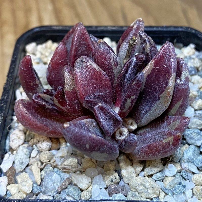 SH27960 Lenophyllum guttatum f. variegata