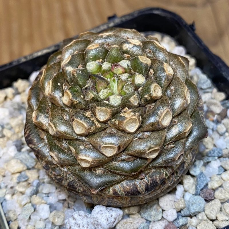 SH27910 Euphorbia bupleurifolia