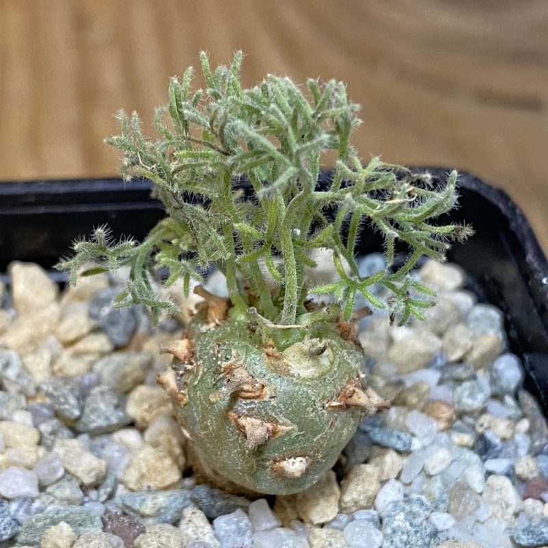 SH27961 Sarcocaulon peniculinum