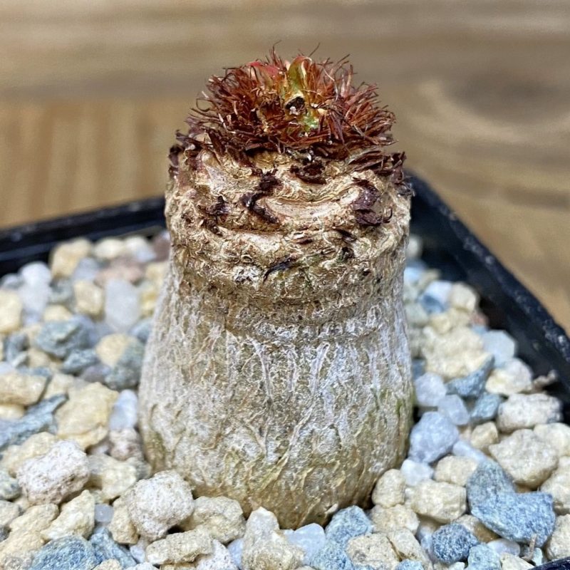 SH27963 Euphorbia ramena