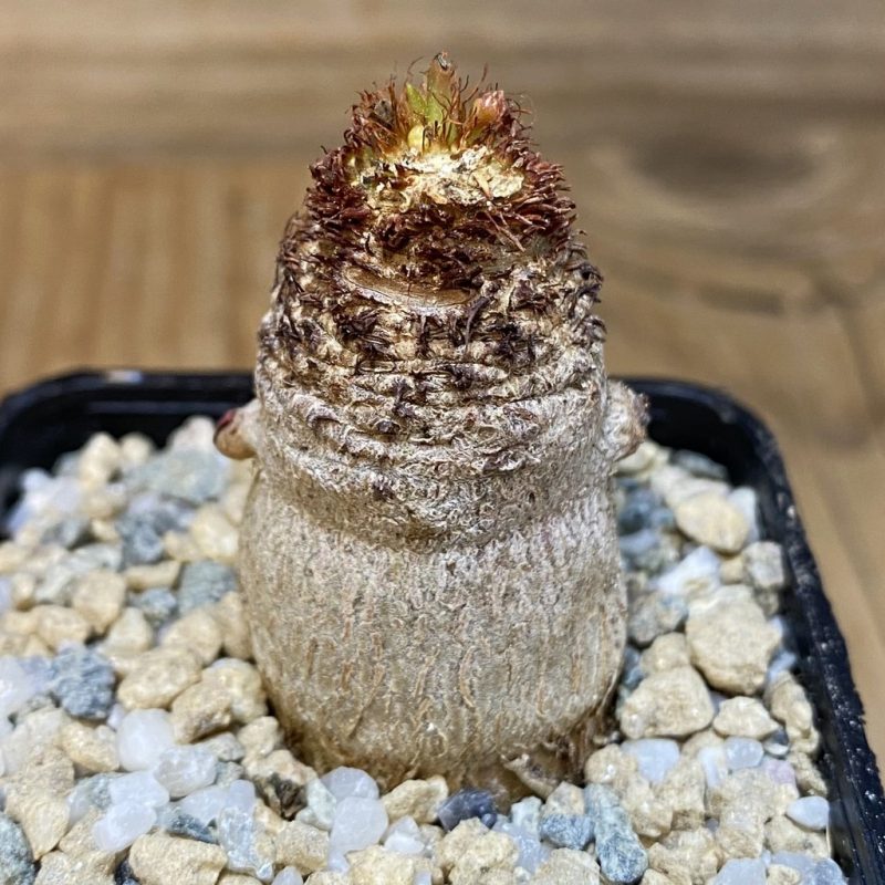 SH27964 Euphorbia ramena