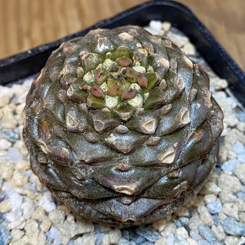 SH27911 Euphorbia bupleurifolia