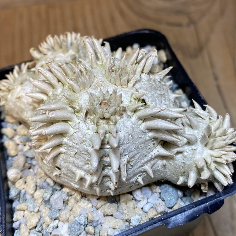 SH27912 Pachypodium brevicaule, own roots