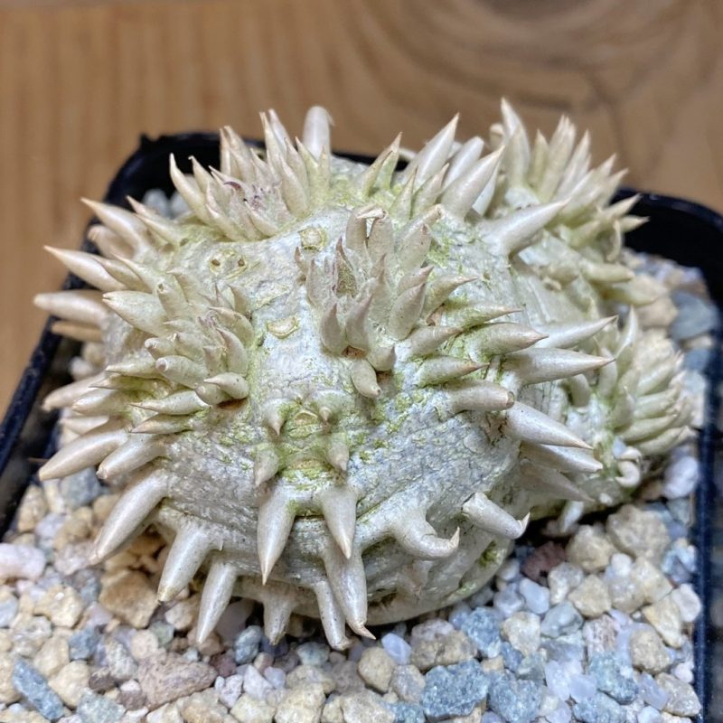 SH27913 Pachypodium brevicaule, own roots