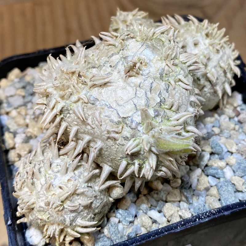 SH27914 Pachypodium brevicaule, own roots