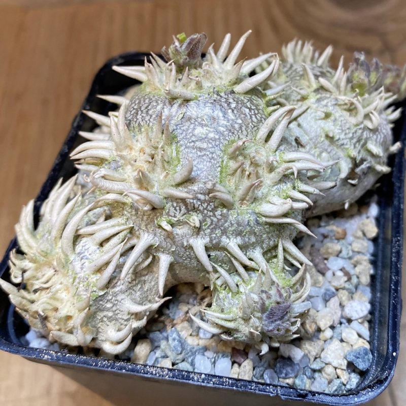 SH27915 Pachypodium brevicaule, own roots