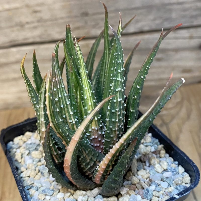 SH27916 Haworthia pumila f. variegata hybrid