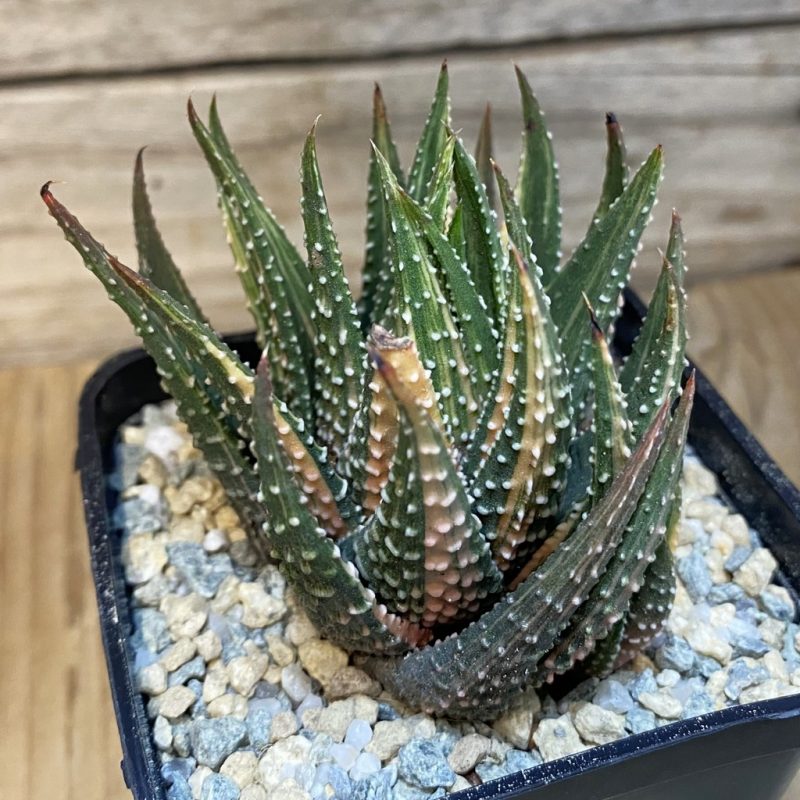 SH27917 Haworthia pumila f. variegata hybrid