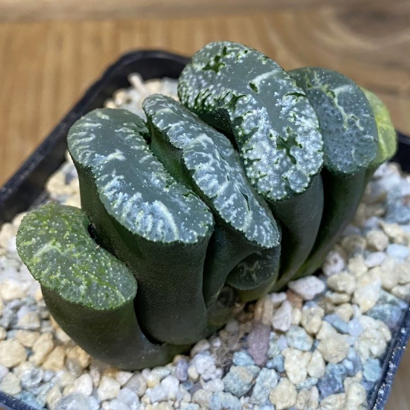 SH27918 Haworthia truncata 'Kurobutai'