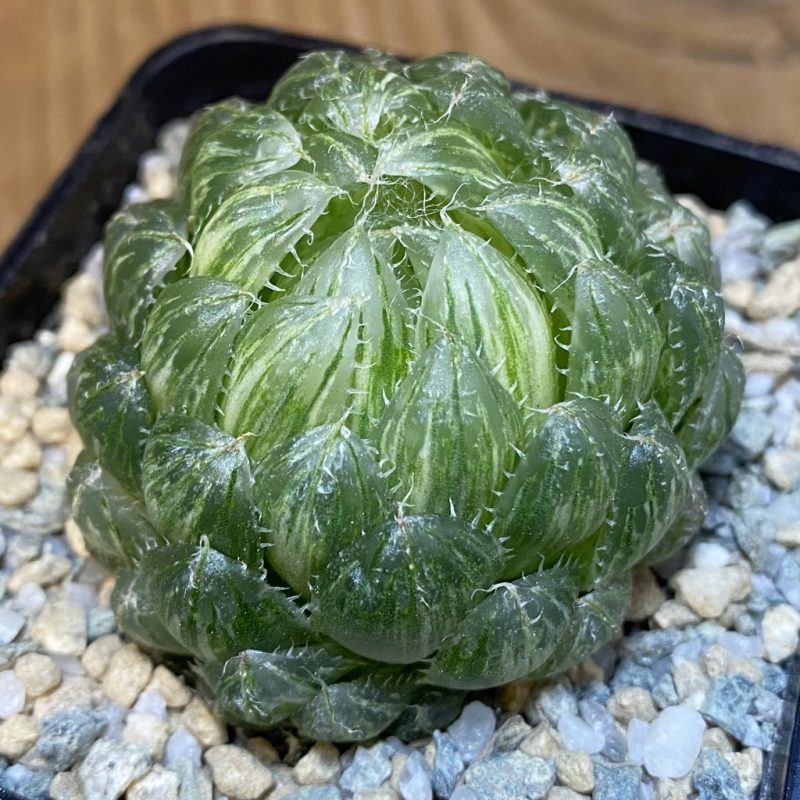 SH27919 Haworthia 'Emerald Cloud' f. variegata