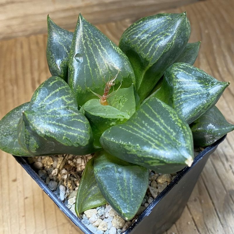 SH27921 Haworthia comptoniana 'Urahannya'