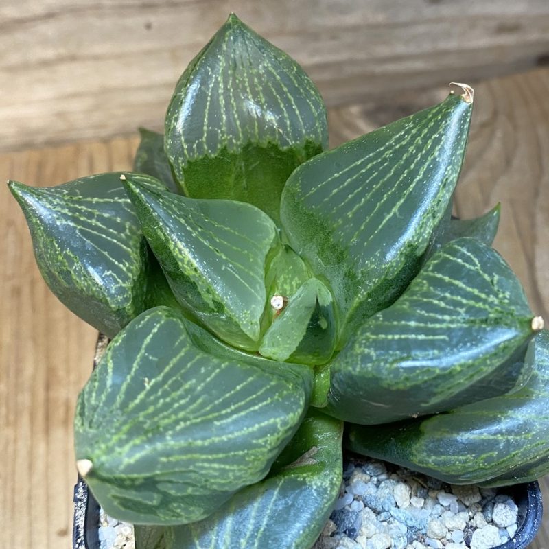 SH27922 Haworthia comptoniana 'Urahannya'