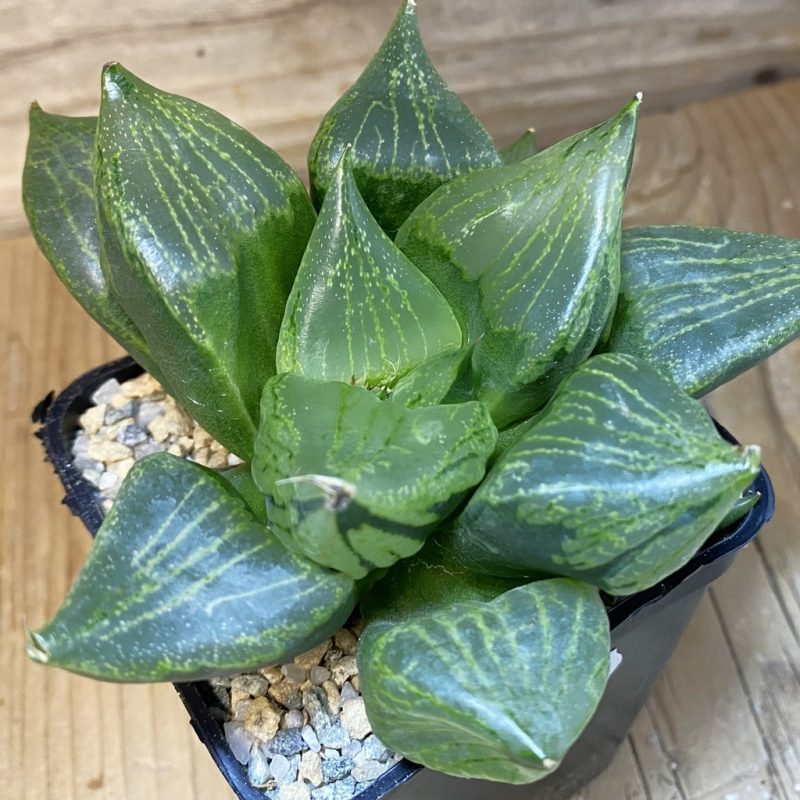 SH27923 Haworthia comptoniana 'Urahannya'