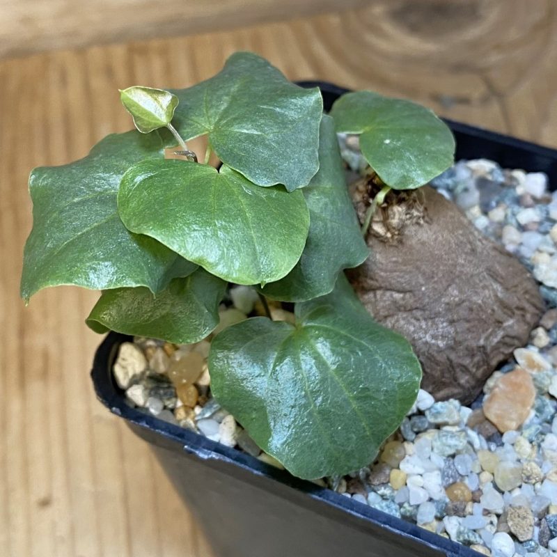 SH27924 Dioscorea sylvatica