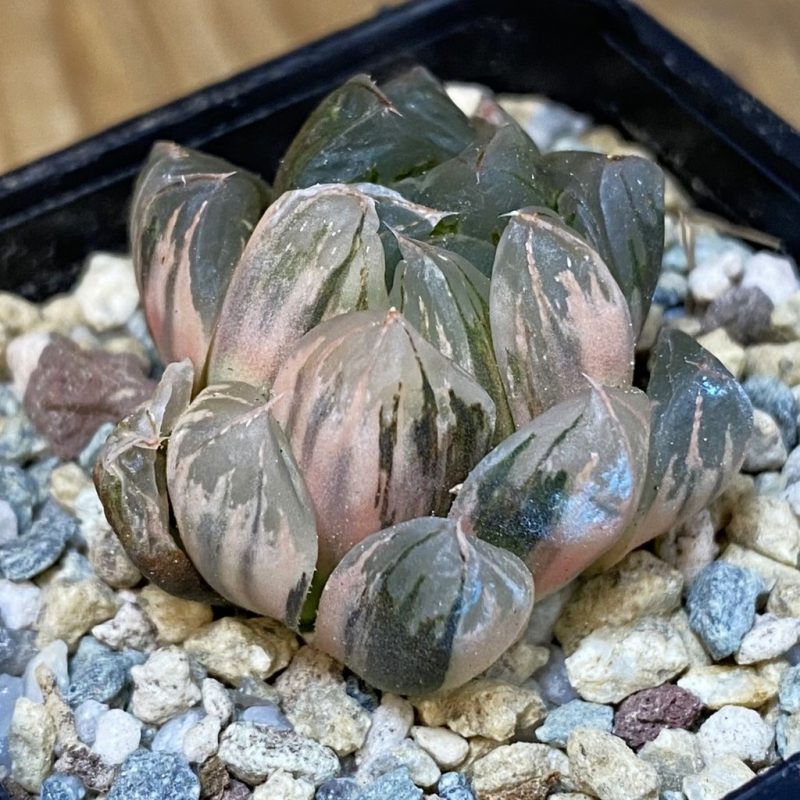 SH27925 Haworthia obtusa f. variegata
