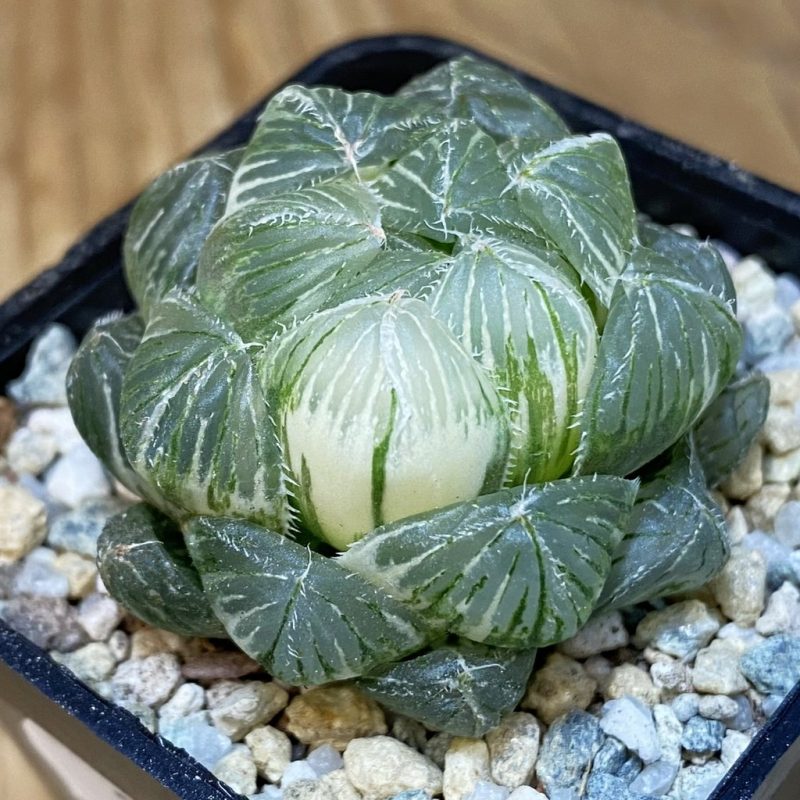 SH27926 Haworthia obtusa f. variegata