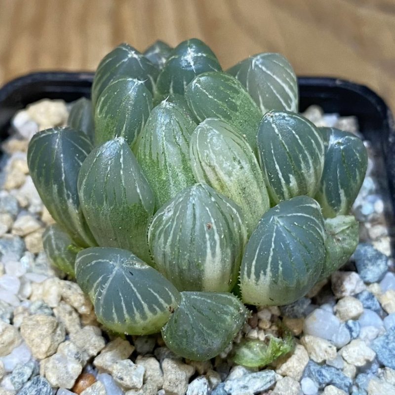 SH27928 Haworthia obtusa f. variegata