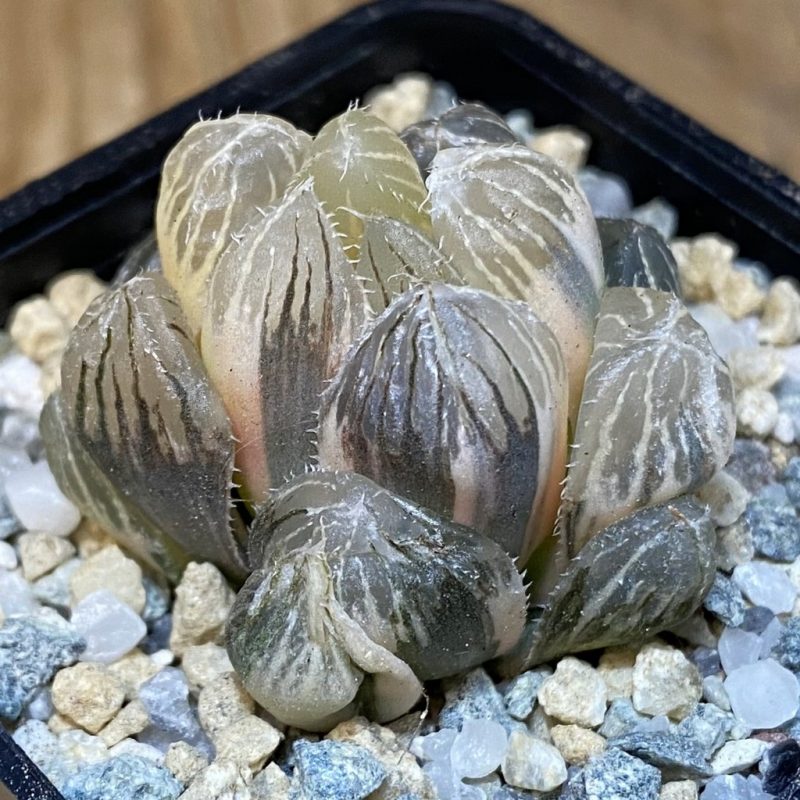 SH27929 Haworthia obtusa f. variegata
