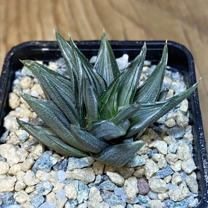SH27930 Haworthia tortuosa f. variegata