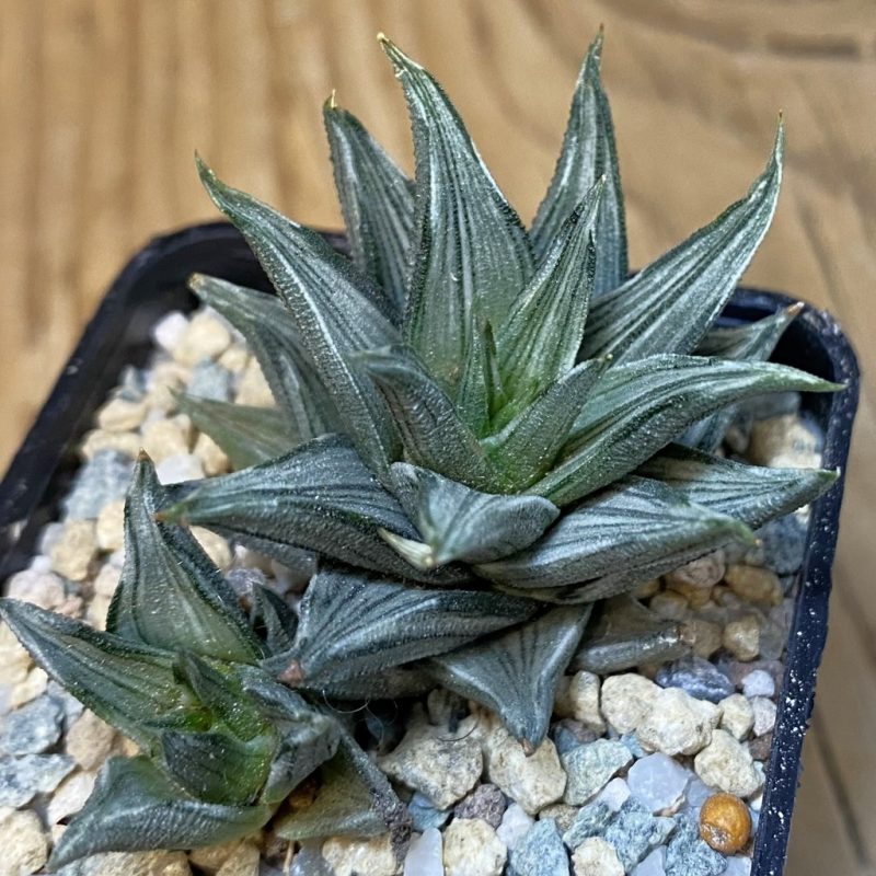 SH27931 Haworthia tortuosa f. variegata