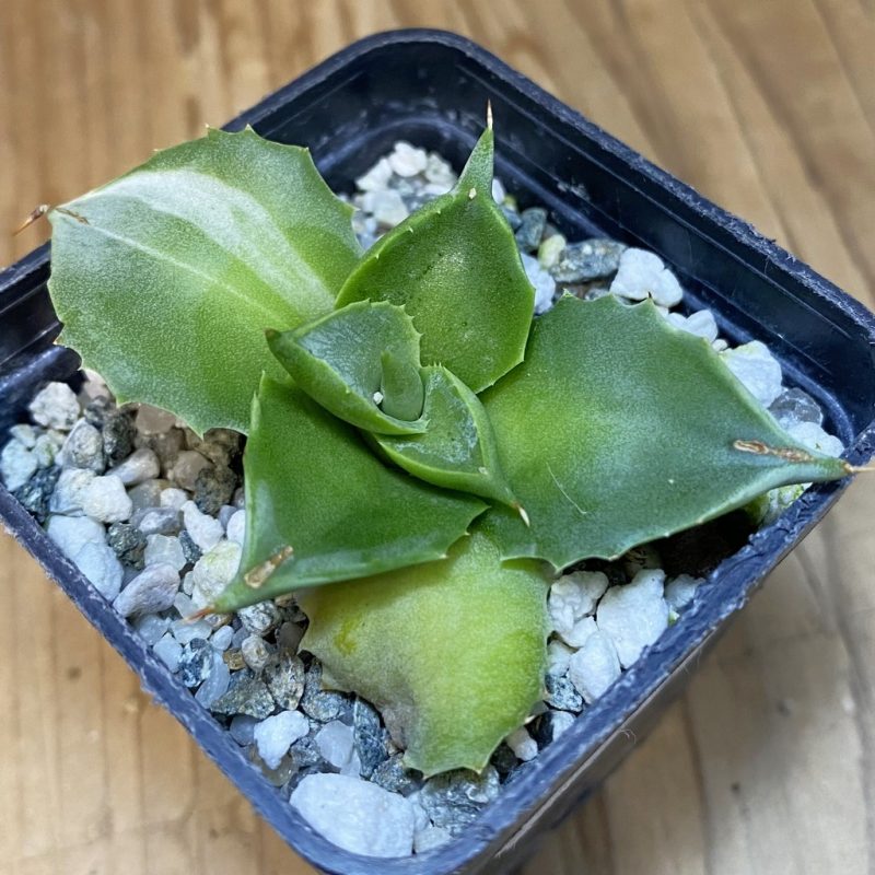 DP28080 Agave isthmensis