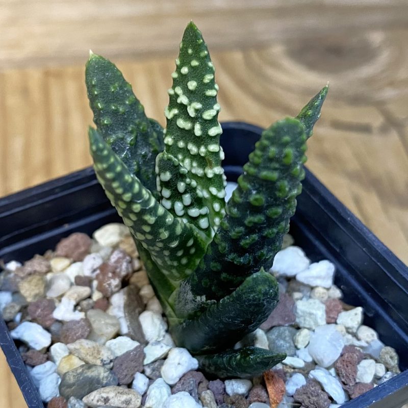 DP28083 Haworthia pumila 'Donut'