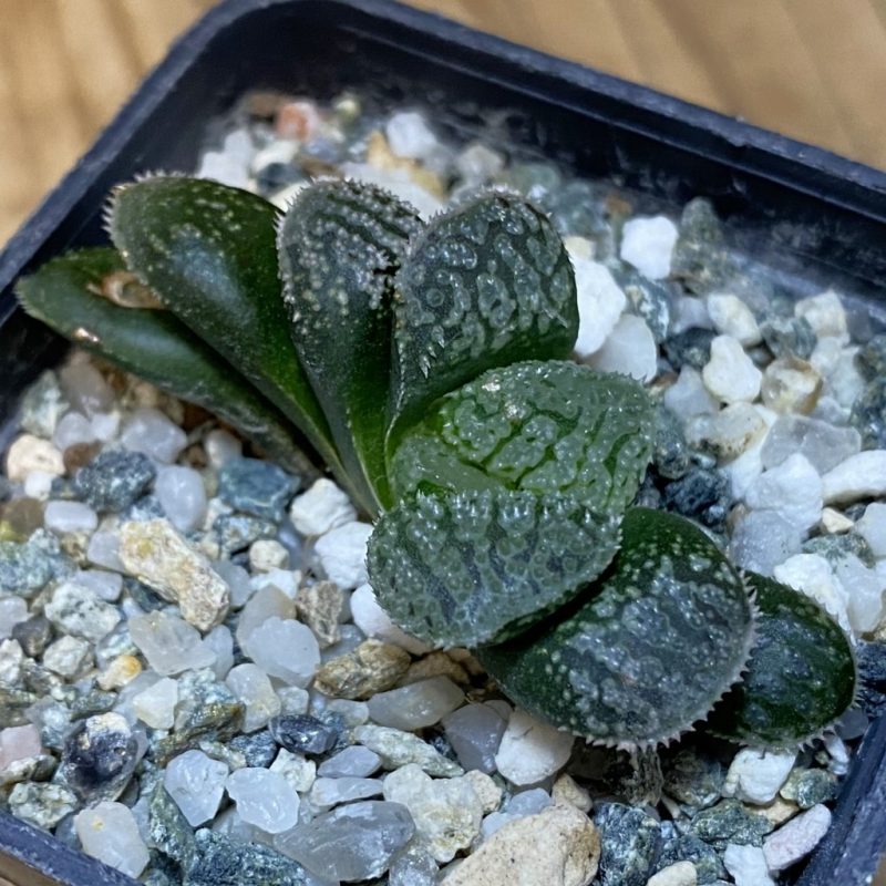 DP28085 Haworthia 'Mordor'