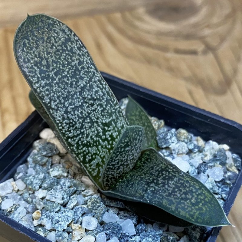 DP28087 Gasteria glomerata hybrid