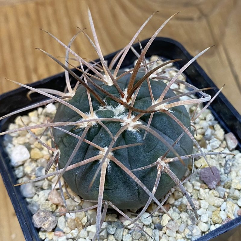 DP28088 Gymnocalycium spegazzinii