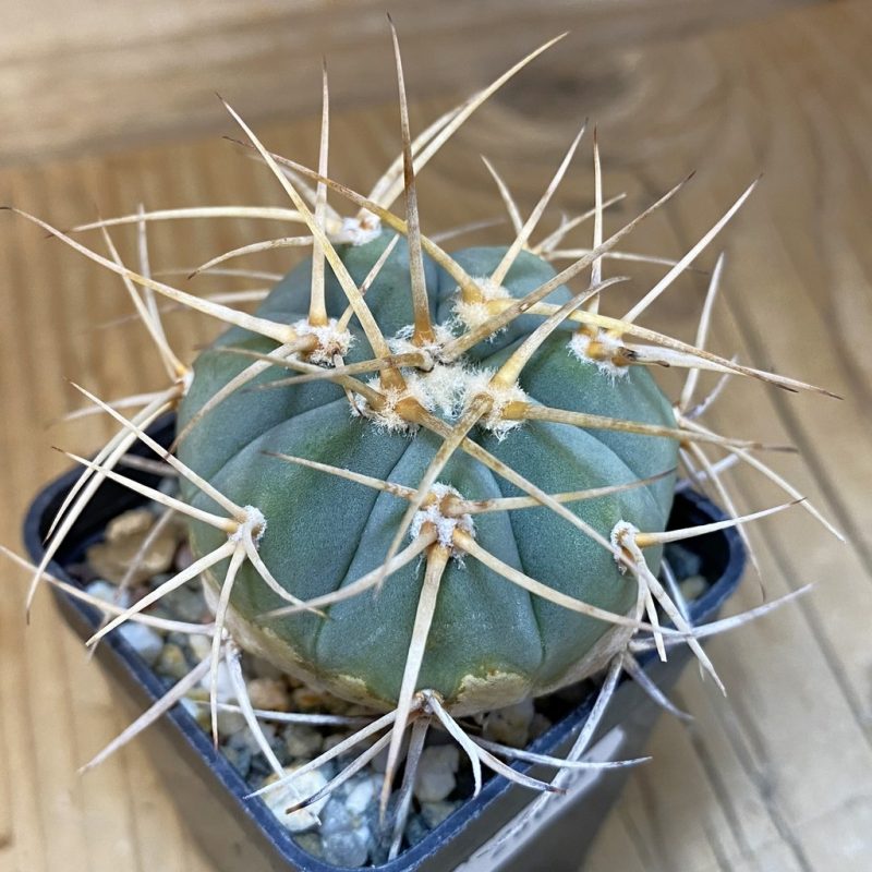 DP28089 Gymnocalycium cardenasianum