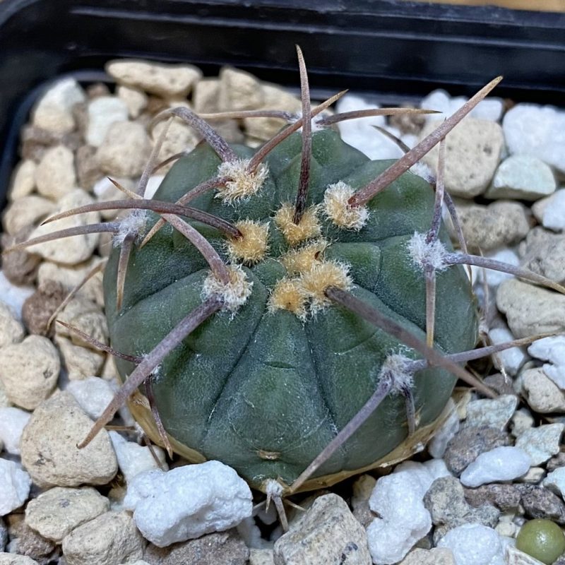 DP28090 Gymnocalycium vatteri v. altautinense