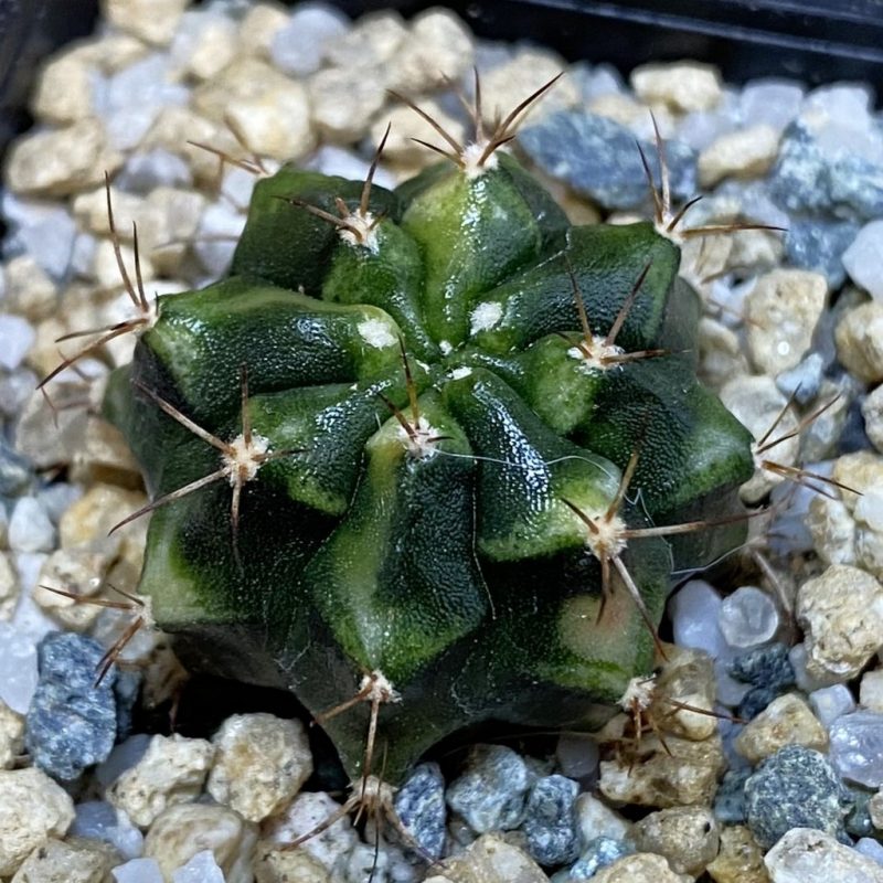 DP28091 Gymnocalycium mihanovichii f. variegata