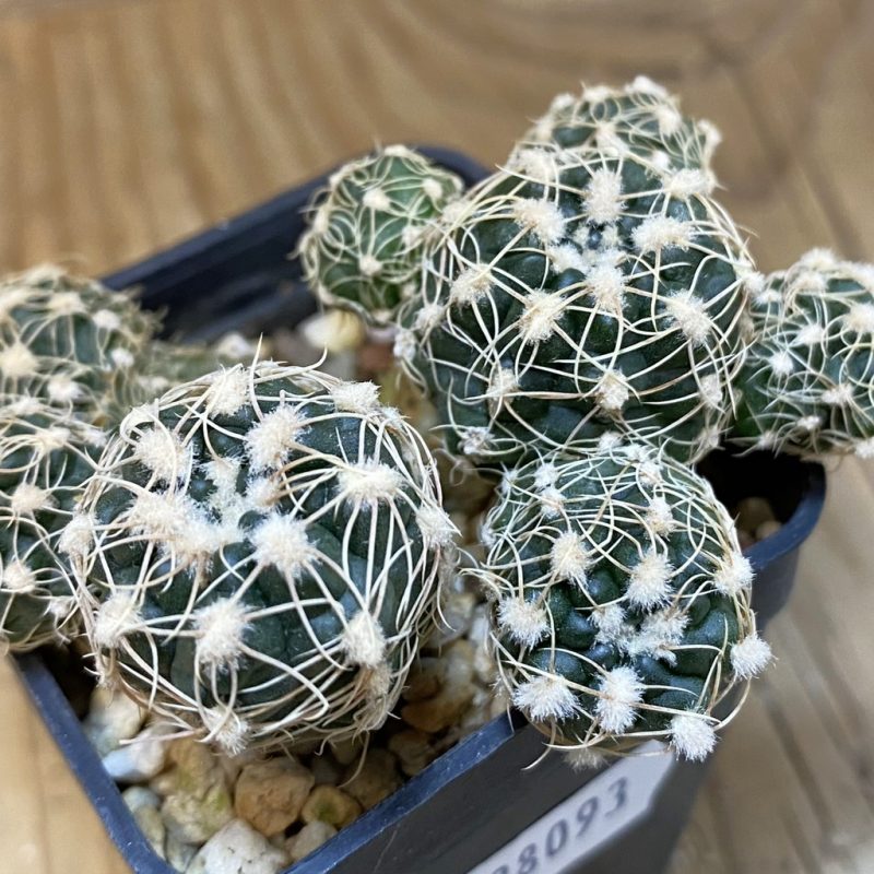 DP28093 Gymnocalycium bruchii v. albispinum