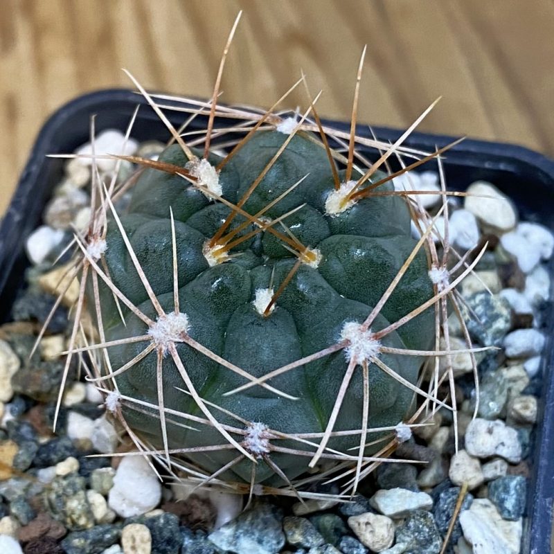 DP28094 Gymnocalycium aff. weissianum