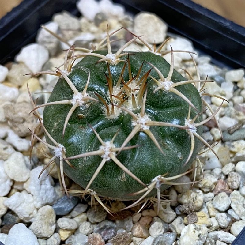DP28095 Discocactus pugionacanthus HU462