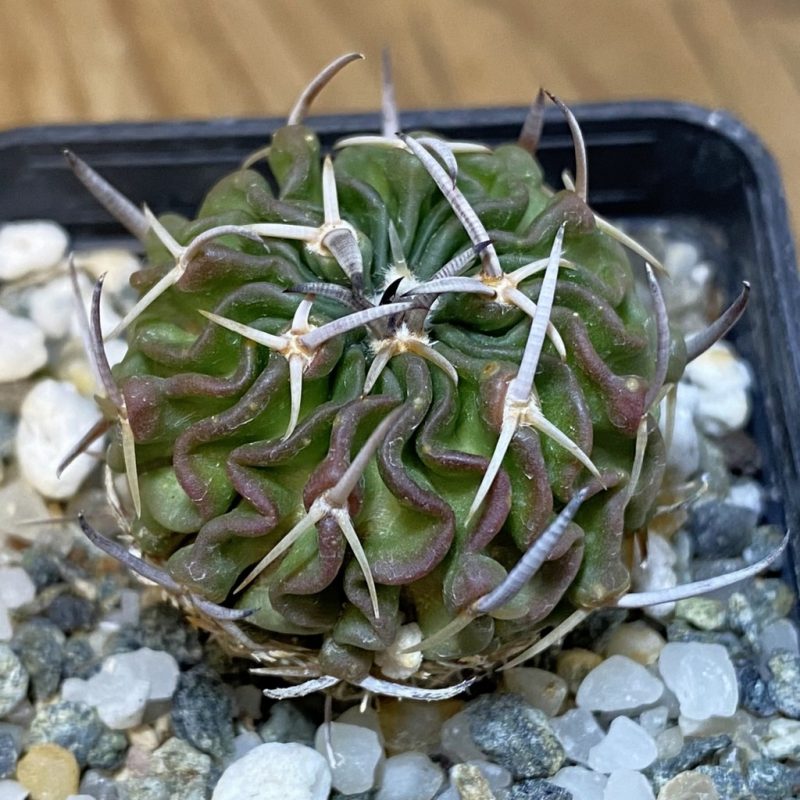 DP28097 Echinofossulocactus phyllacanthus