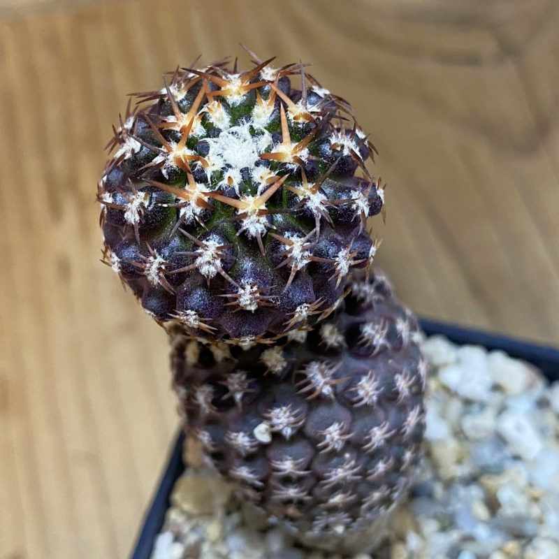 DP28098 Thelocephala aerocarpa