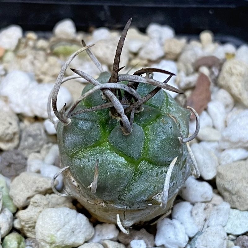 DP28099 Turbinicarpus schmiedickeanus
