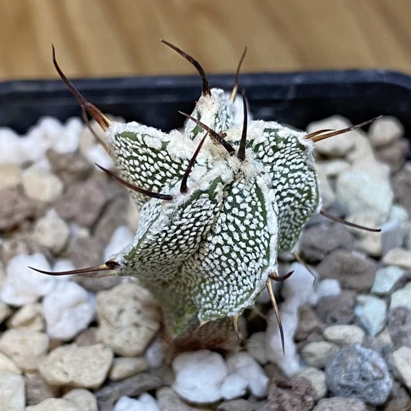 DP28101 Astrophytum ornatum hybrid