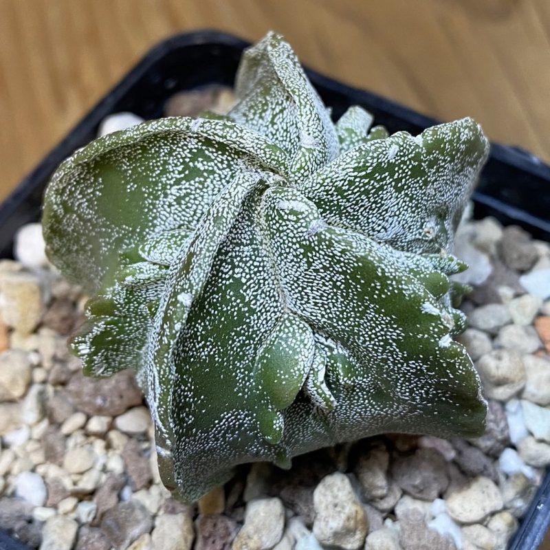 DP28102 Astrophytum myriostigma ‘Fukuryu’