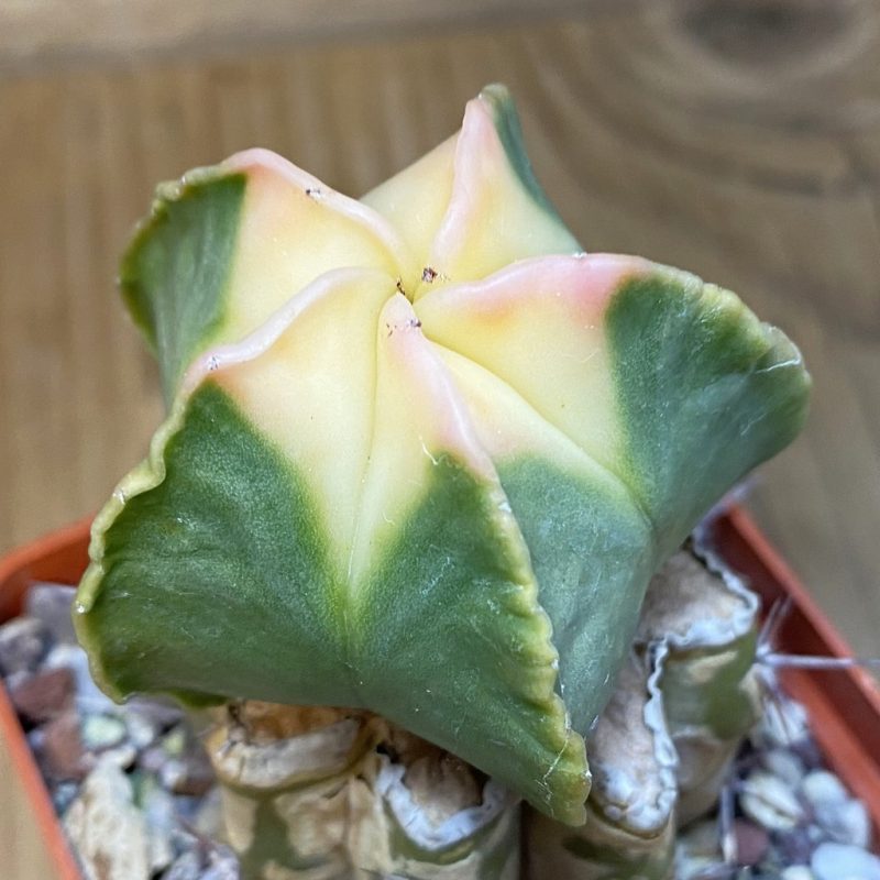 DP28103 Astrophytum myriostigma ‘Kikko’ f. variegata, grafted