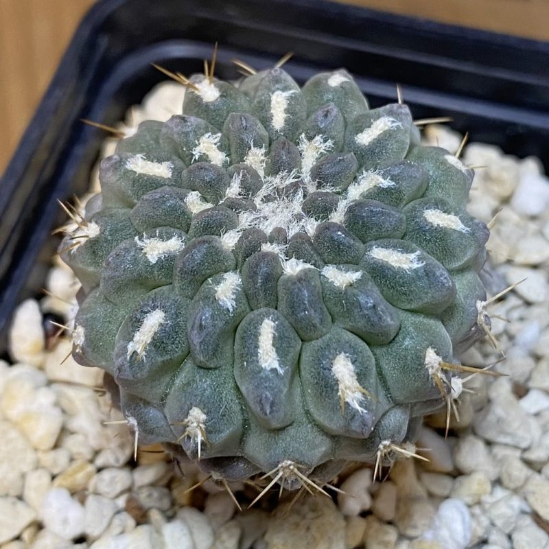 DP28104 Eriosyce deherdtiana