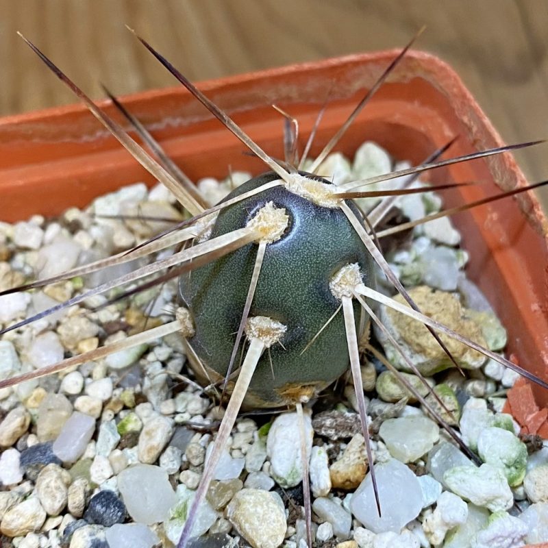 DP28105 Tephrocactus darwinii
